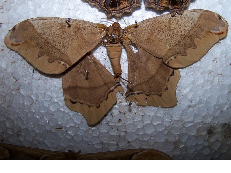 FIGURE 1 FIGURE 1